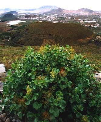 Southeastern Landscape