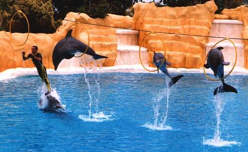 Dolphin 2