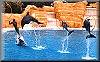 Dophin 2