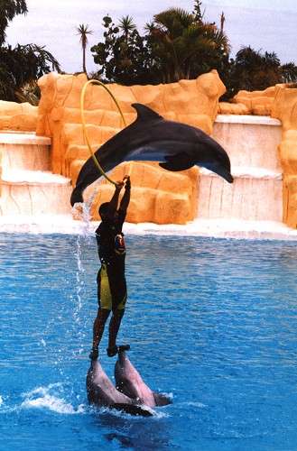 Dolphin 1
