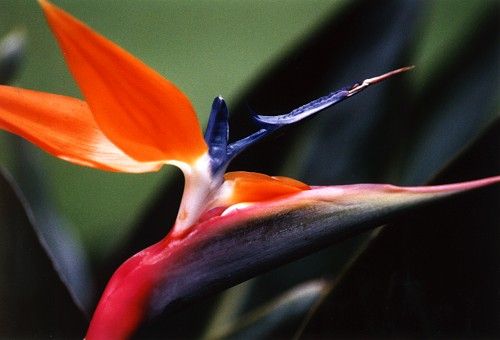 Colours