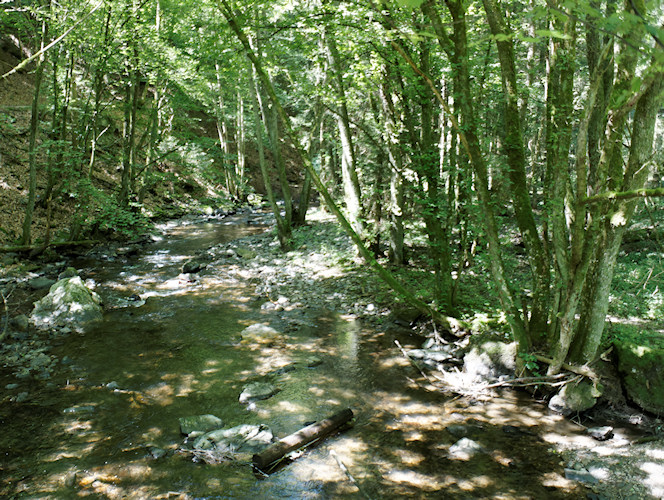 Mosel - Trier - Detzem - Juni 2011