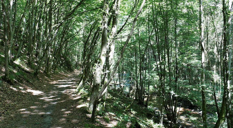 Mosel - Trier - Detzem - Juni 2011