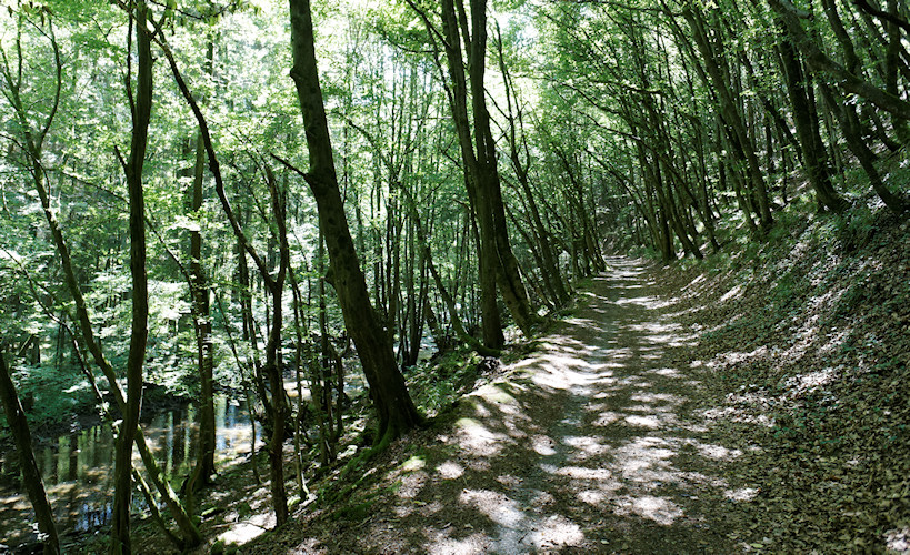 Mosel - Trier - Detzem - Juni 2011