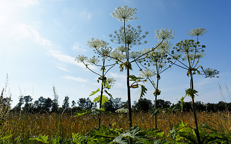 Duesseldorf