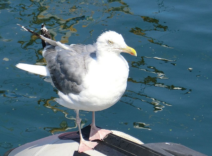 Luebecker Bucht - 2011