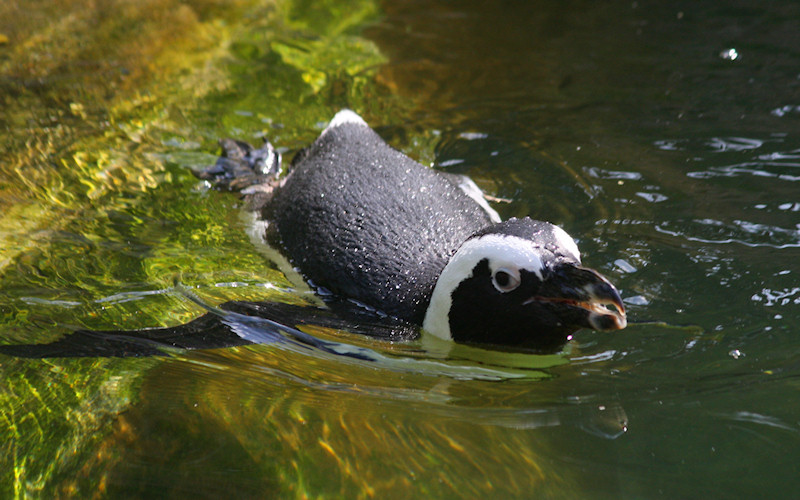 Burgers Zoo Arnheim 2009