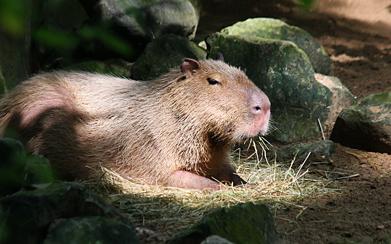 Burgers Zoo Arnheim 2009