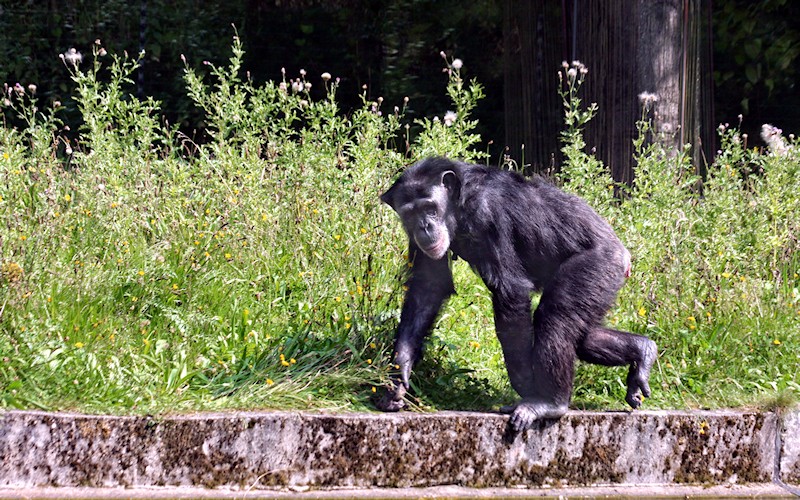 Burgers Zoo Arnheim 2009