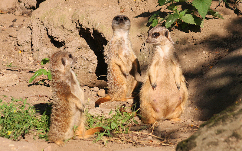 Burgers Zoo Arnheim 2009